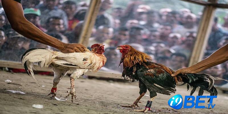 Thông tin chi tiết để giải đáp về chuyện lạ Gà trống đẻ trứng